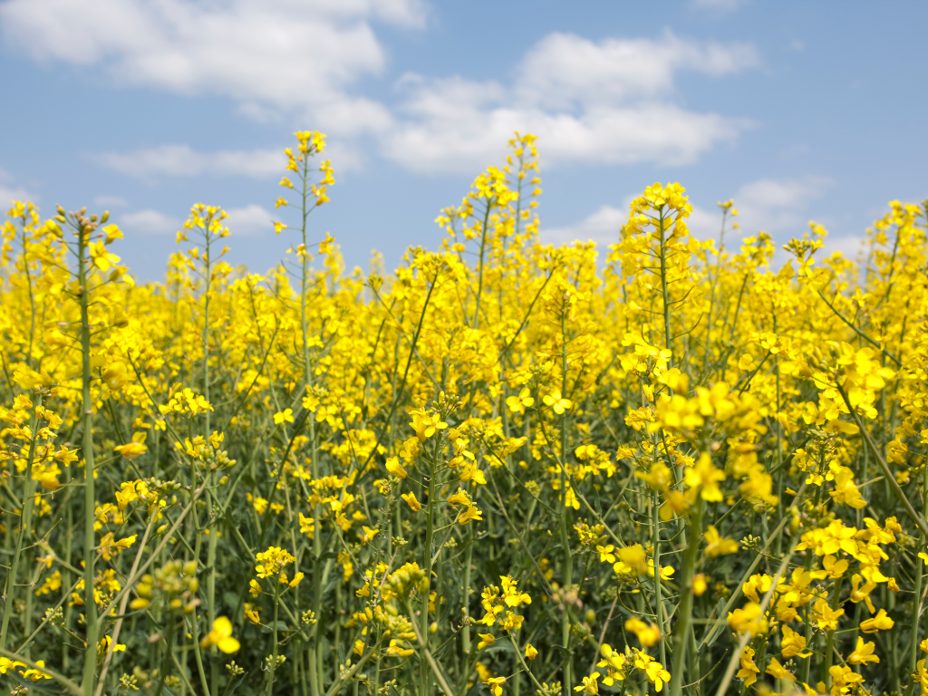 Storia, usi e valore nutrizionale della colza (ravizzone)